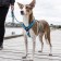 DOG Copenhagen Walk Air™ Geschirr
