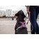 DOG Copenhagen Comfort Walk Pro™ Geschirr
