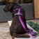 DOG Copenhagen Walk Air™ Geschirr purple passion